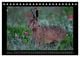 Thumbnail-12