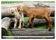 Thumbnail-9