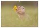 Thumbnail-9