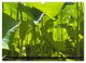 Thumbnail-14