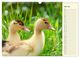 Thumbnail-12