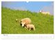 Thumbnail-7