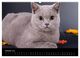 Thumbnail-11