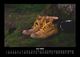 Thumbnail-10