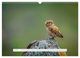Thumbnail-9