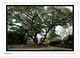 Thumbnail-11
