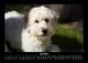 Thumbnail-11