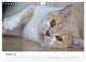 Thumbnail-12
