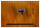 Thumbnail-12