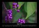Thumbnail-12