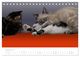 Thumbnail-13