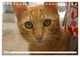 Thumbnail-14
