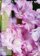Thumbnail-11