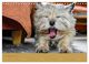 Thumbnail-13