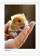 Thumbnail-11