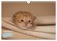 Thumbnail-11