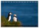Thumbnail-13