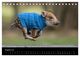 Thumbnail-13