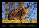 Thumbnail-11
