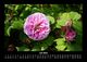 Thumbnail-11