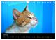 Thumbnail-9