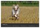 Thumbnail-13
