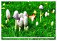 Thumbnail-11