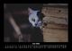 Thumbnail-10