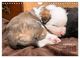 Thumbnail-11