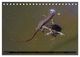 Thumbnail-9