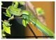 Thumbnail-11