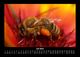 Thumbnail-11