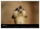 Thumbnail-10