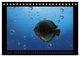 Thumbnail-13