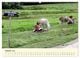 Thumbnail-12