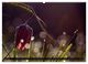 Thumbnail-10