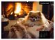 Thumbnail-13