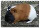 Thumbnail-12