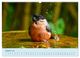 Thumbnail-13