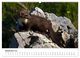 Thumbnail-14
