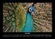Thumbnail-11