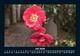 Thumbnail-11