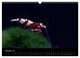 Thumbnail-12