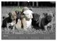 Thumbnail-9