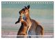 Thumbnail-14