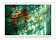 Thumbnail-14