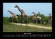 Thumbnail-12