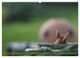 Thumbnail-11