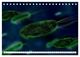 Thumbnail-8