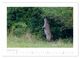 Thumbnail-11